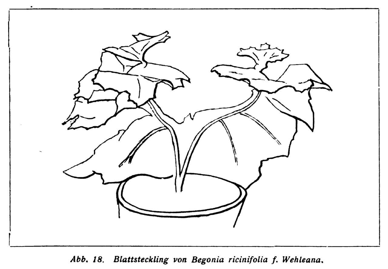 B. ‘Ricinifolia v. F. Wehleena’